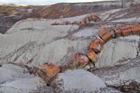 Troncs pétrifiés (Petrified forest, AZ)